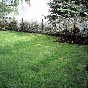 Garten mit Rollrasen in Wien 22 Bezirk